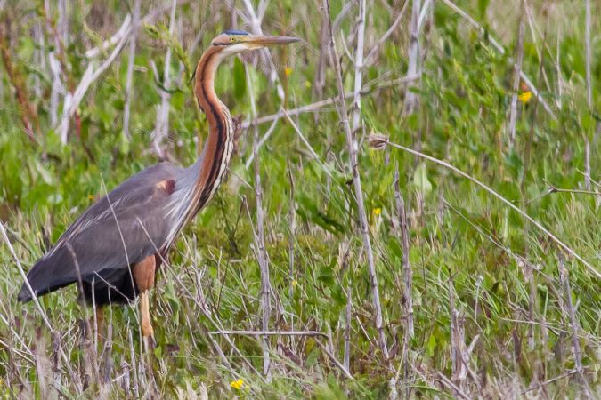 Terres d'Oiseaux, Braud-et-Saint-Louis - photo 7