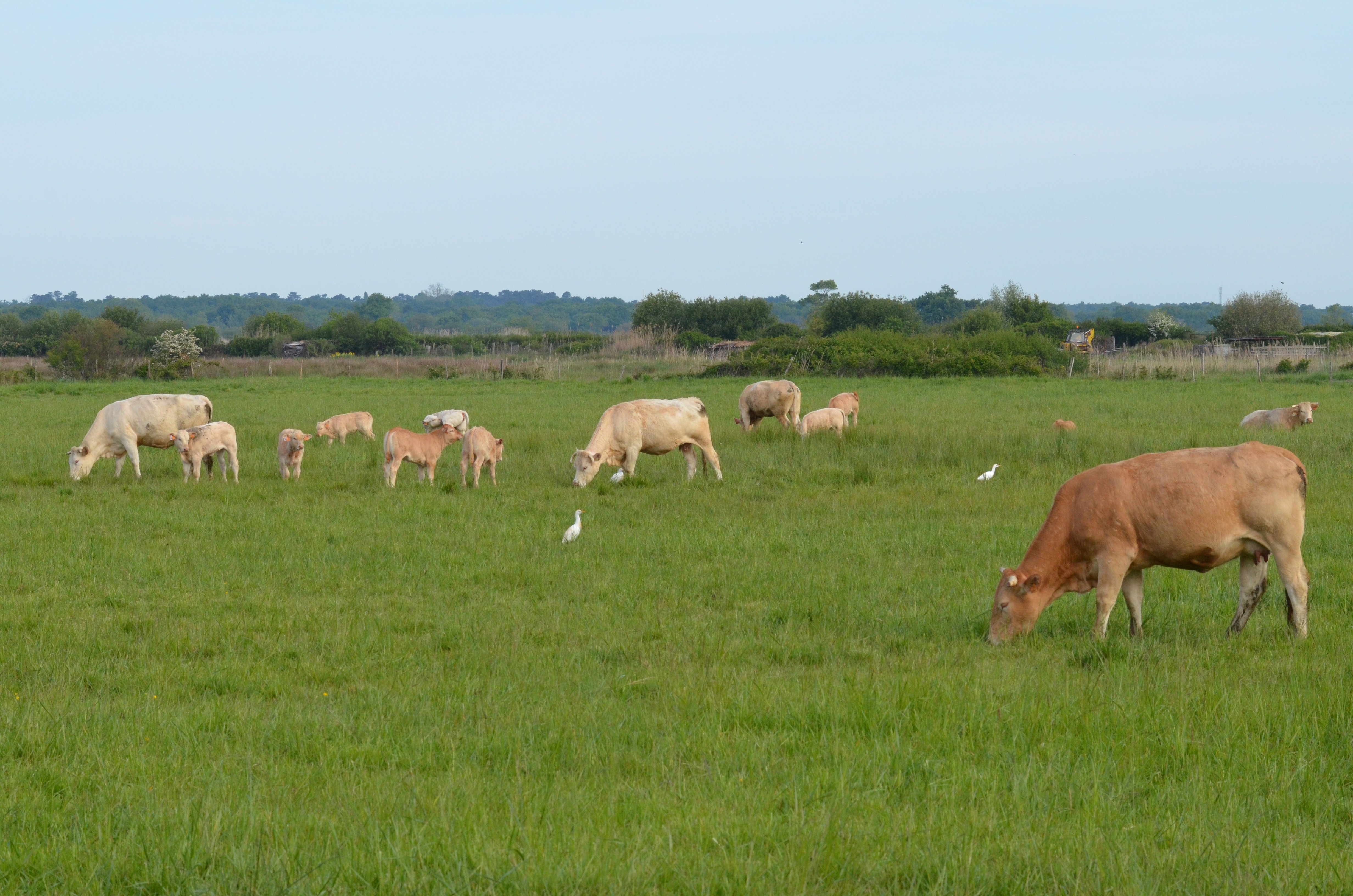 Boucle entre vignes et marais - photo 4
