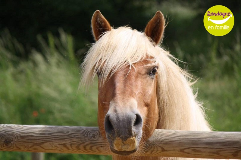 Equi'Périgord - photo 2