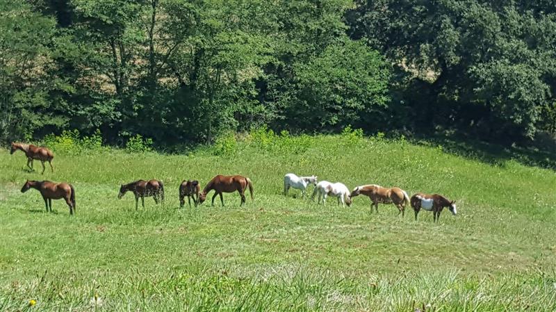 Equii Libre, elevage d'ARROSA