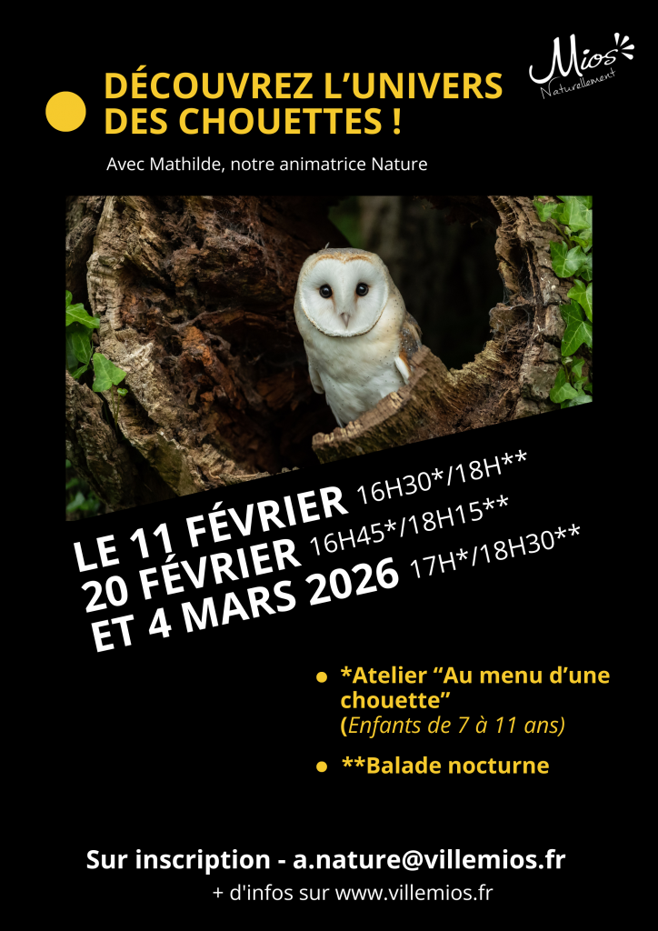 Escapades nocturnes dans l'univers des chouettes