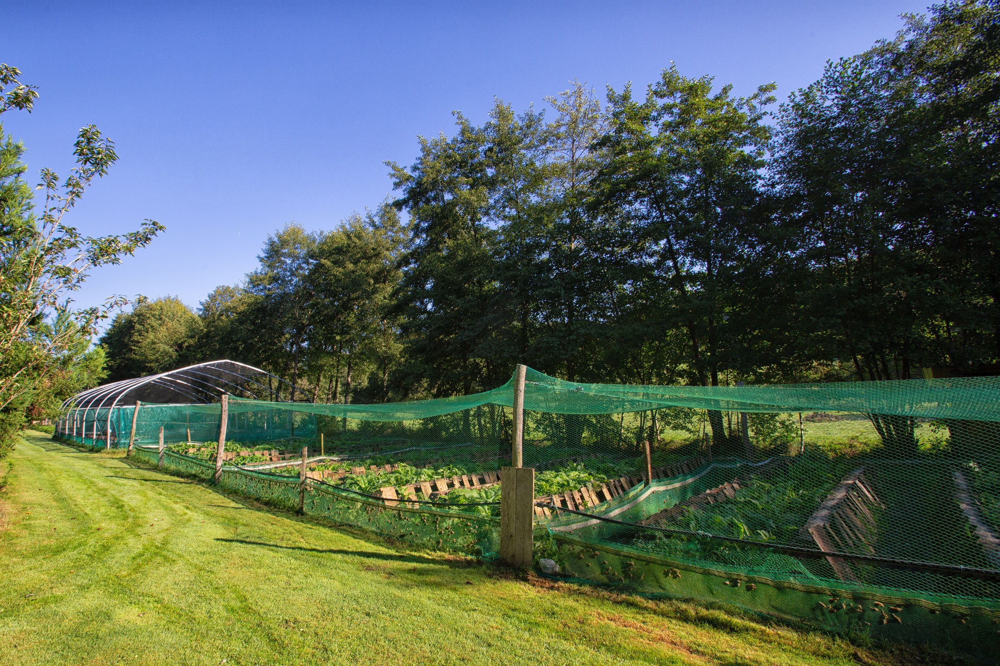 Escargots de Jade - photo 5