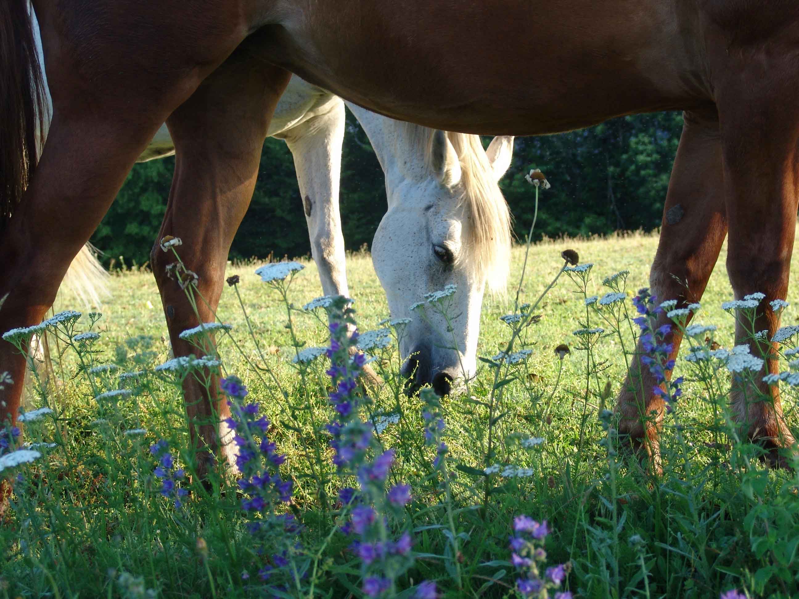 L'Espace Champêtre - gîte Panoramique - photo 4