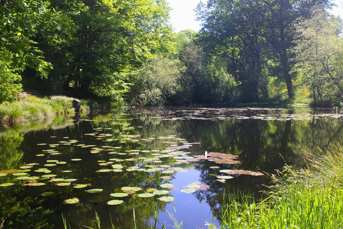 GRP®Monts et Barrages en Limousin - Etape 1 - De Saint-Léonard-de-Noblat à Bujaleuf — photo 3