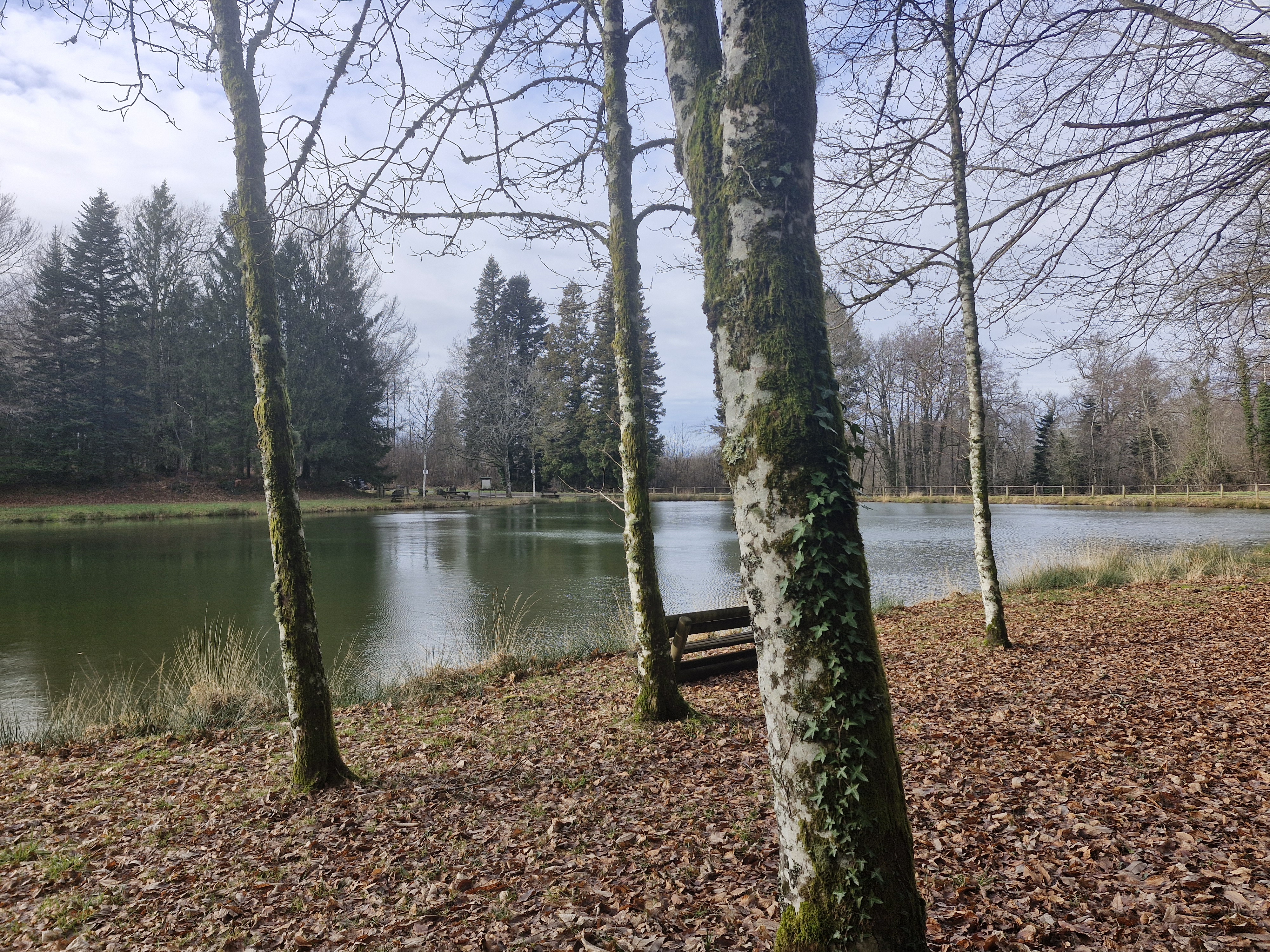 Forêt Domaniale - Saint-Sornin-Lavolps, Saint-Sornin-Lavolps - photo 7