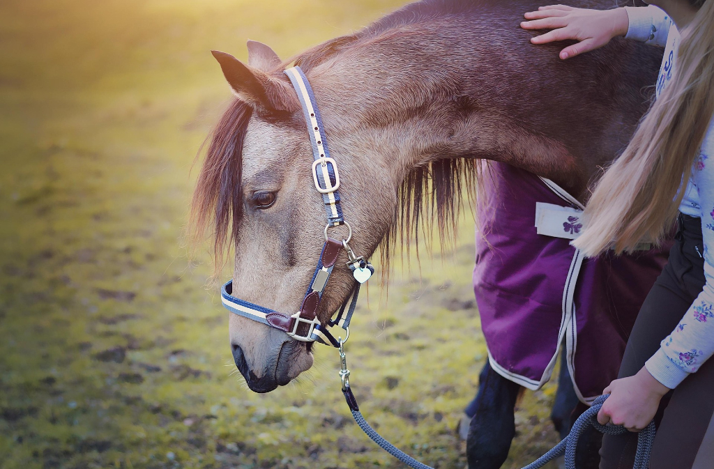 ÉTÉ ACTIF | Équitation à poney pour enfant — visuel événement