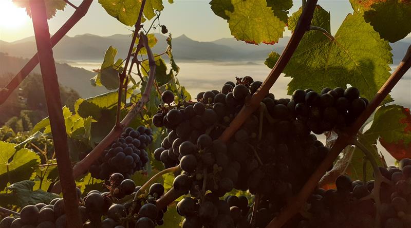 Domaine Etxondoa