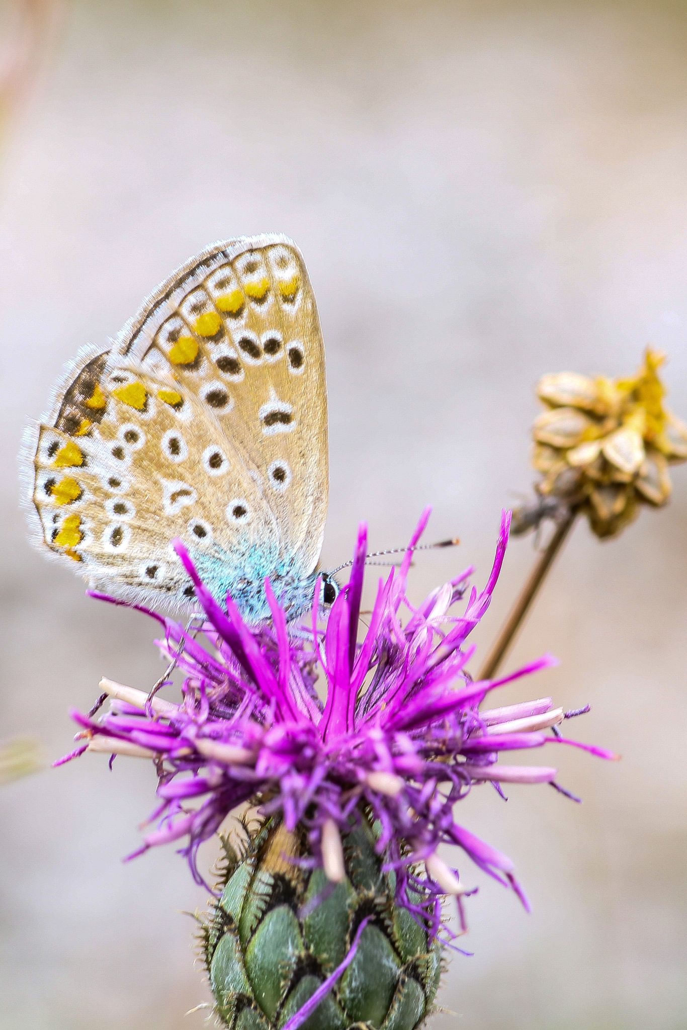 Exposition de photographies sur les insectes pollinisateurs