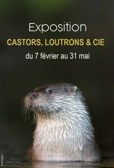 Visite guidée du Musée L'Abbaye, Mauléon - photo 4