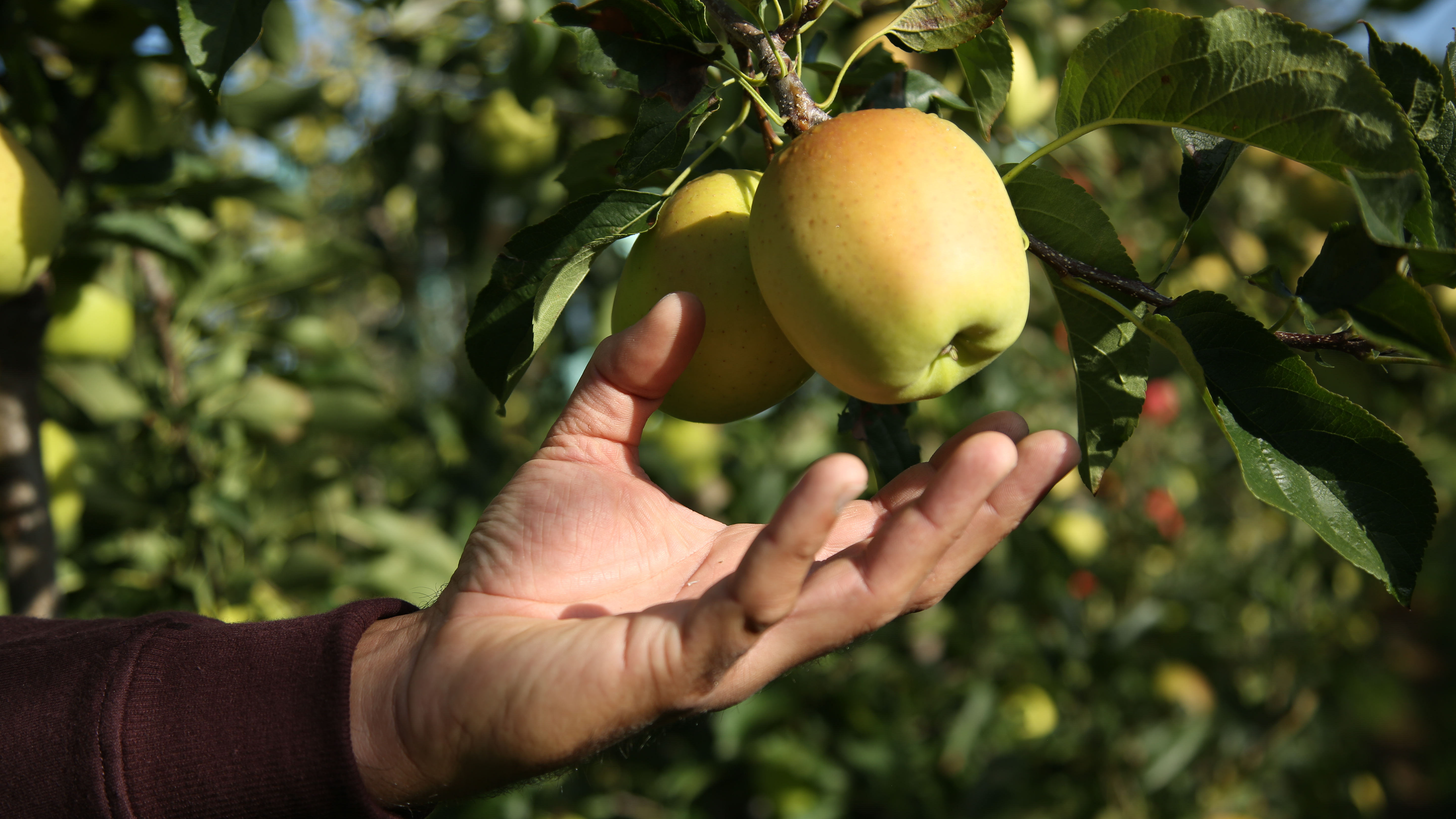 Route de la Pomme du Limousin - Visite verger 2026, Coussac-Bonneval