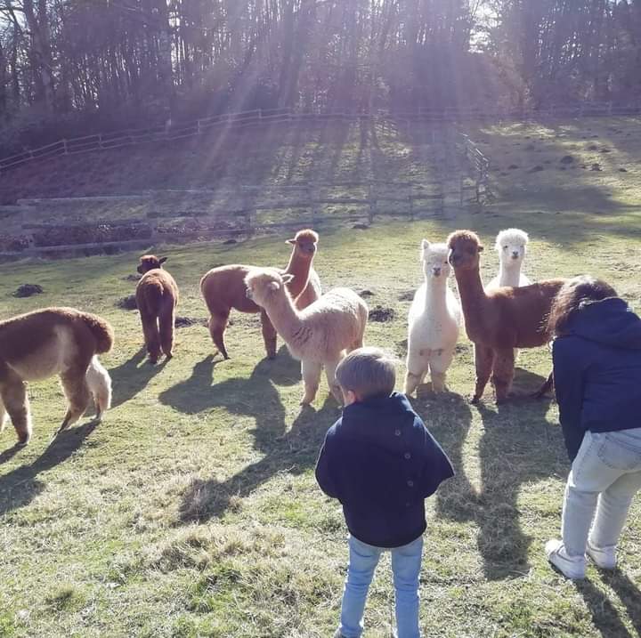 Visite guidée de l’élevage et de la filature des alpagas de la Paneterie, Goulles