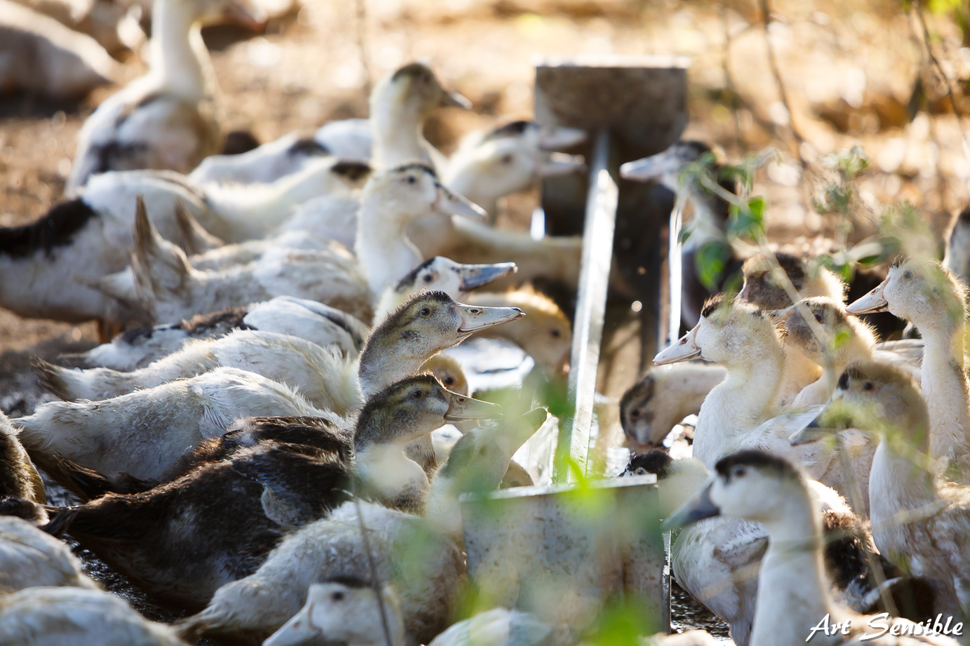 Ferme Escazaoüs - photo 3