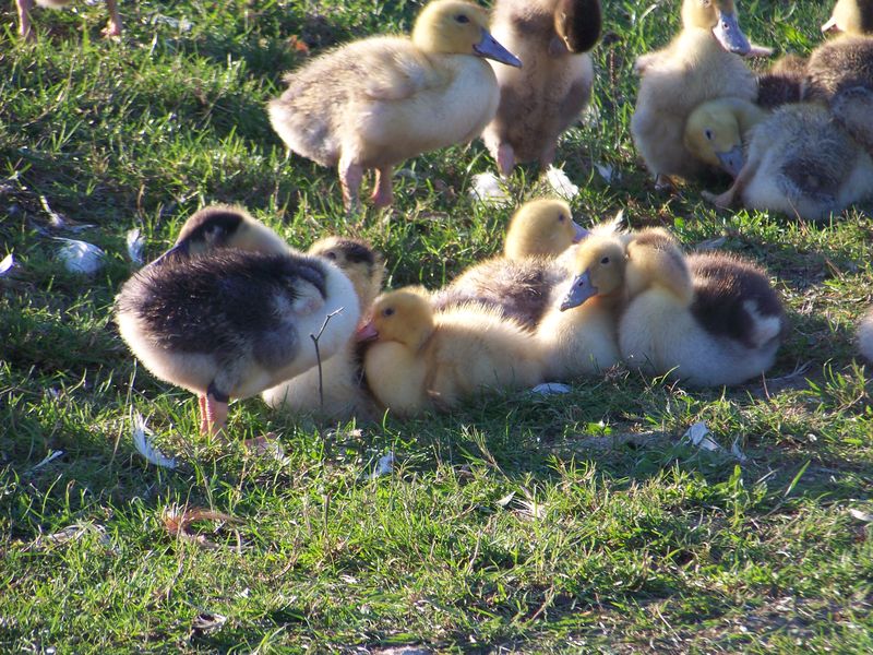 La Ferme de Veyrines
