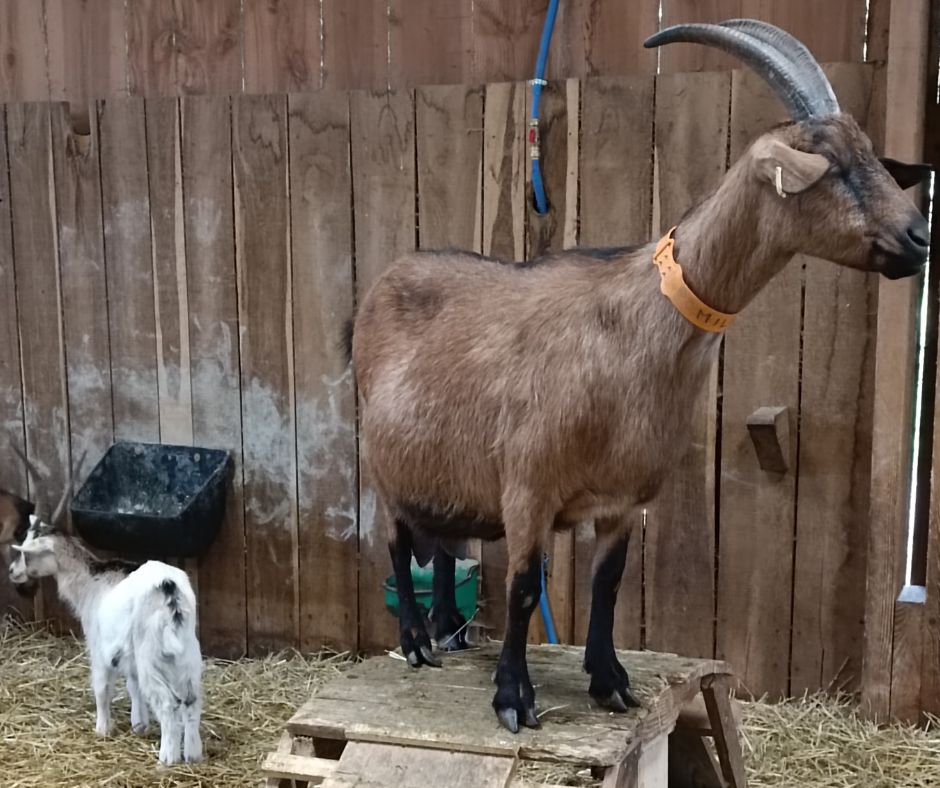 Rencontre caprine à la Ferme des Délices à Queaux — visuel événement