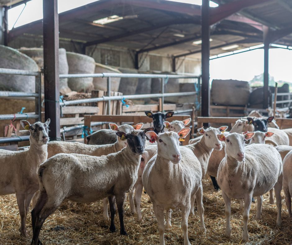 Visite de la Ferme Périvier : traditions et terroir à Saint-Pierre-de-Maillé