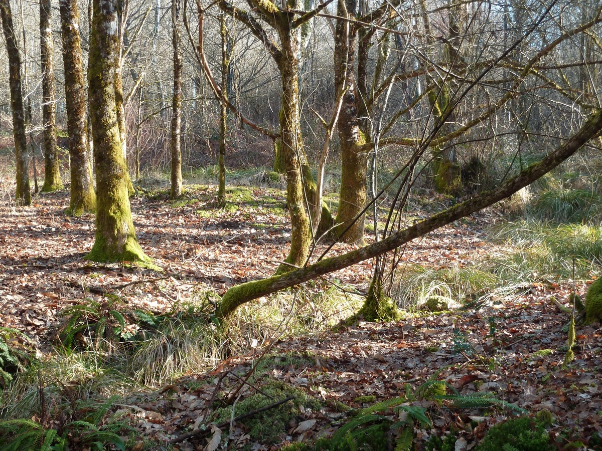 Boucle de Boursaneix, Firbeix - photo 3