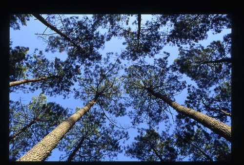 FORET TETE DE PINS web