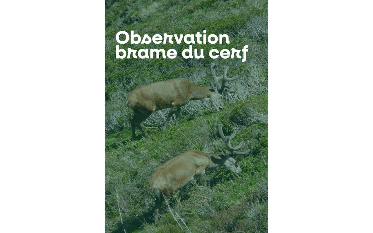 Sortie nature à l'écoute du brame du cerf