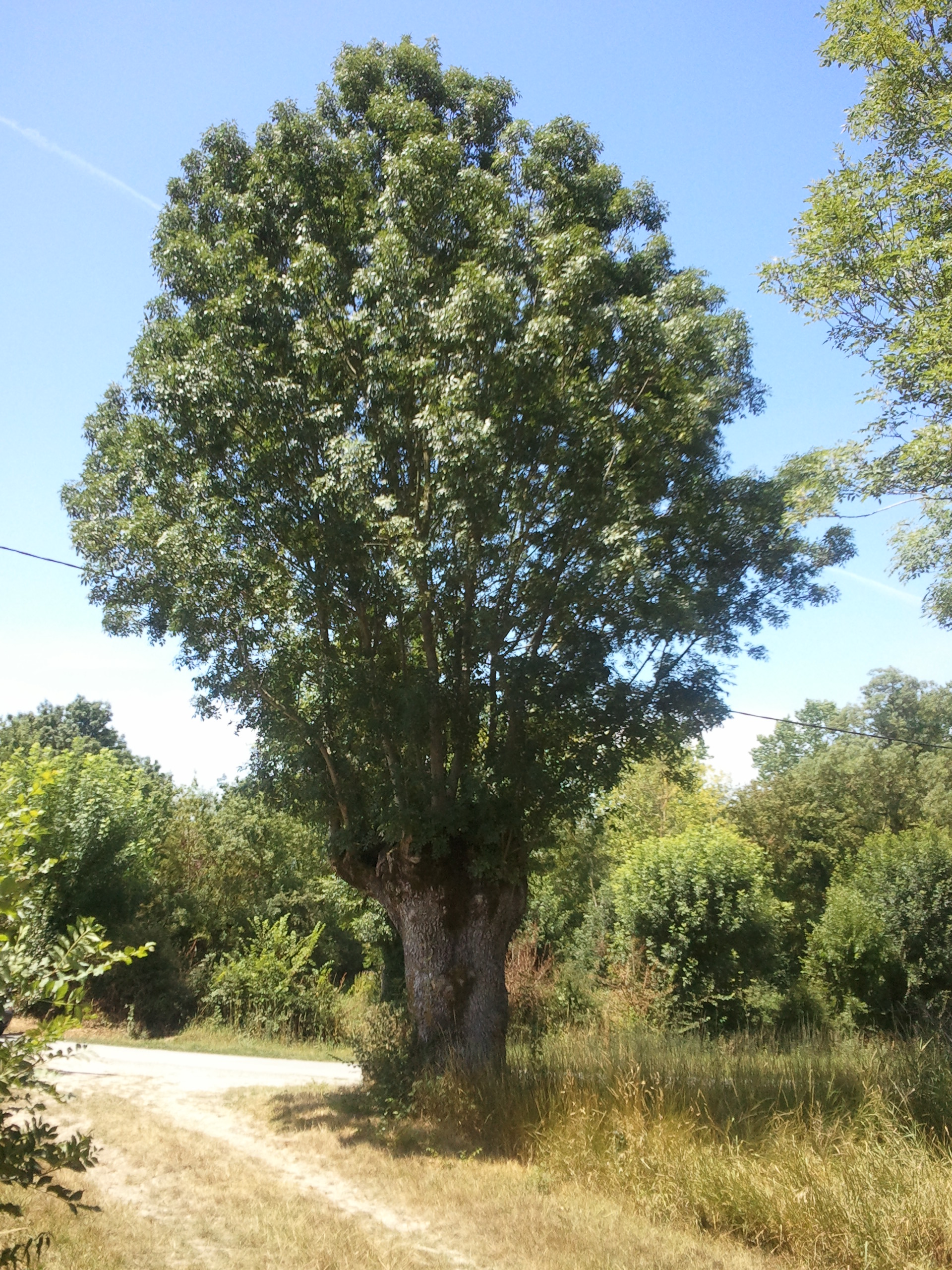 Amure, Amuré - photo 2