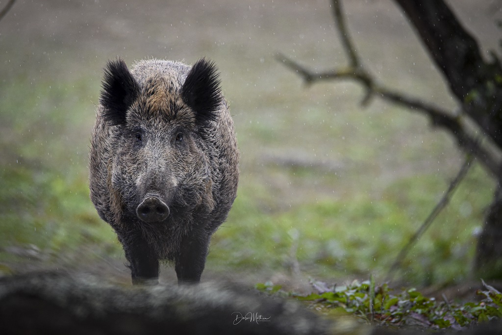 Les barthes de l'Adour, Gousse - photo 10