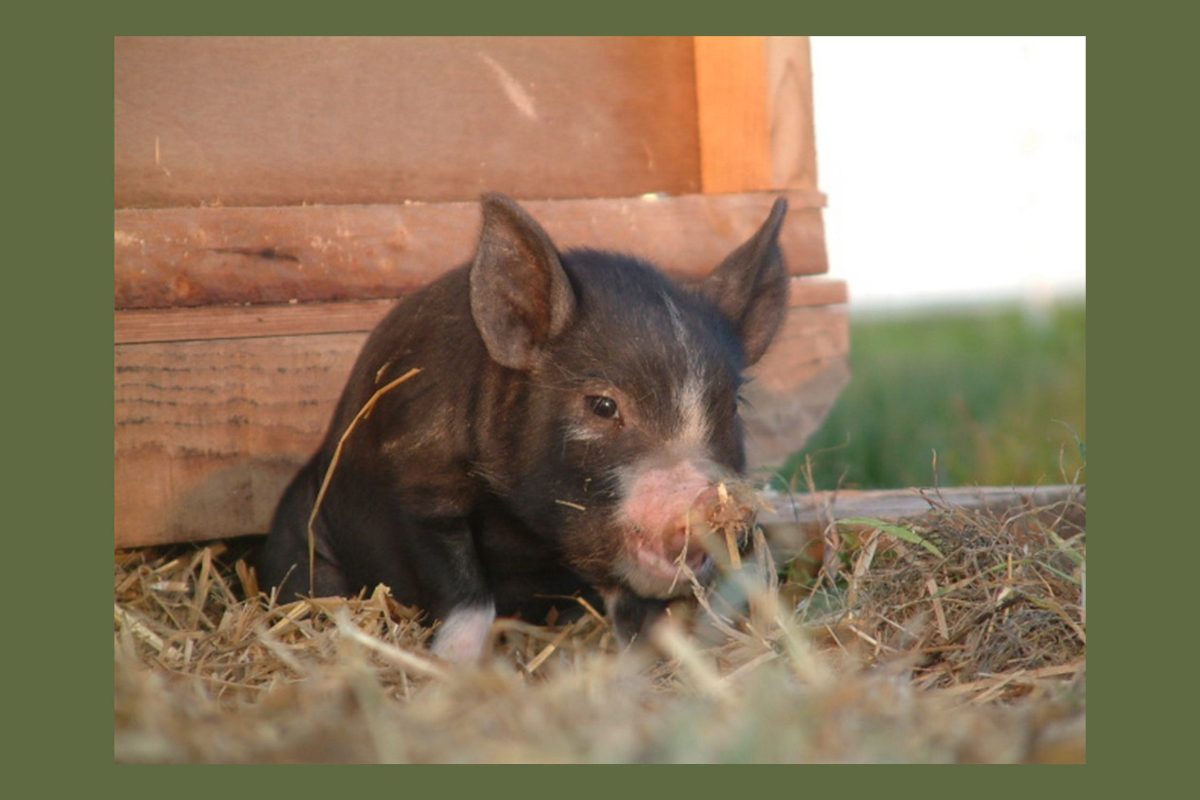 Aux Délices de la Ferme | EARL Famille Morris — photo 2