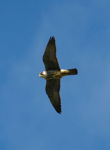 Marais de la Maréchale, Ordonnac - photo 3