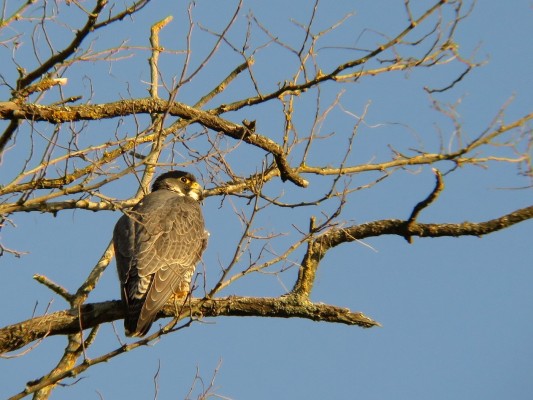 Sortie Bord de Vienne — visuel événement