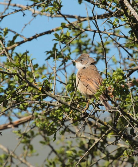 Sentier de découverte du plateau d'Argentine, La Rochebeaucourt-et-Argentine - photo 7