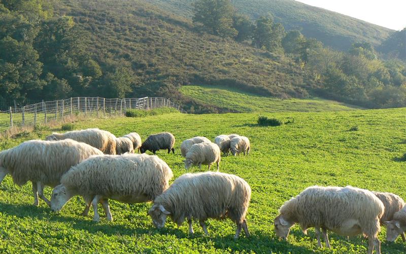 Aire de camping car de la ferme Agerria