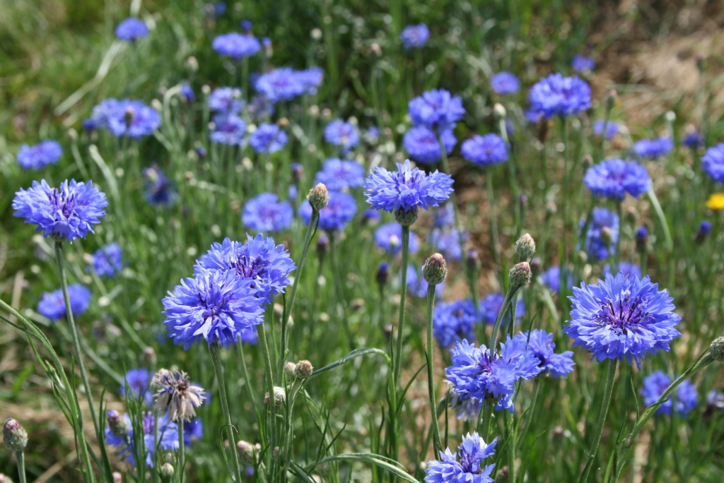 La Ferme Alpa - Plantes aromatiques et médicinales