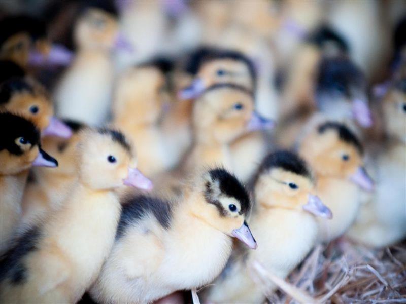 Parcours découverte à la ferme Arnabar