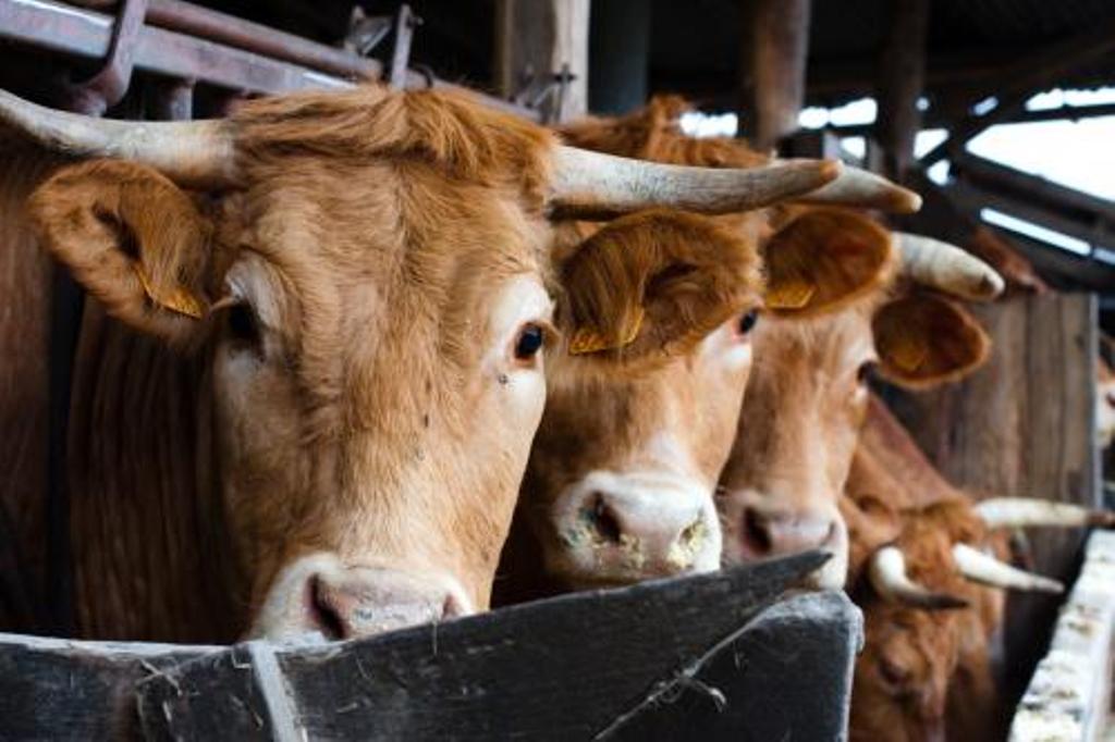 Ferme Ceres - photo 3