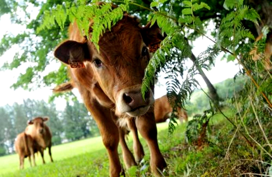 Ferme bovins de Ronchevoux