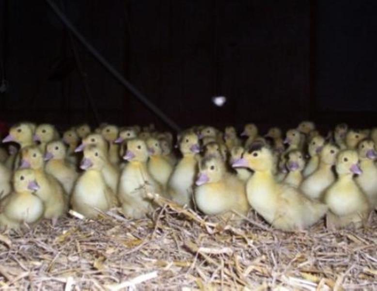 Ferme la déesse des gourmets - photo 3