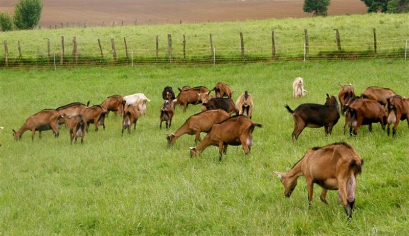 Ferme Elichiry