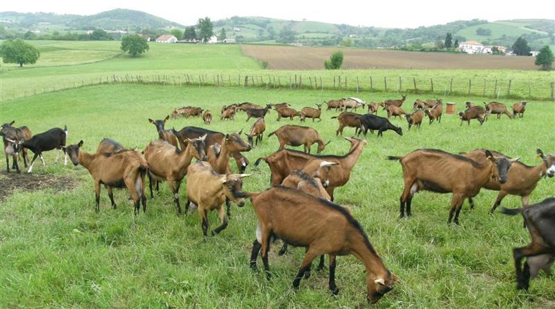 Ferme Elichiry