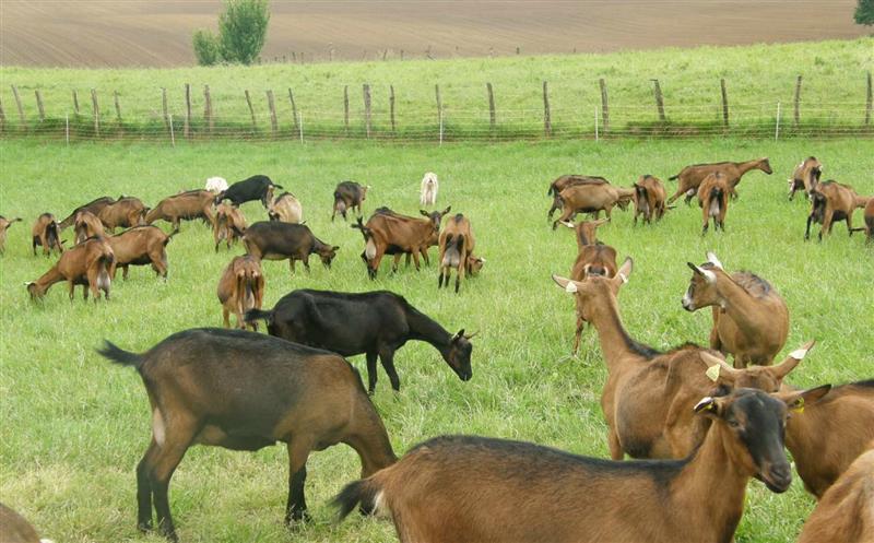 Ferme Elichiry