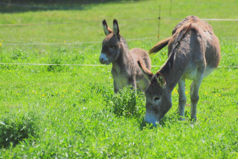 Ferme le chêne de Greletti - photo 3
