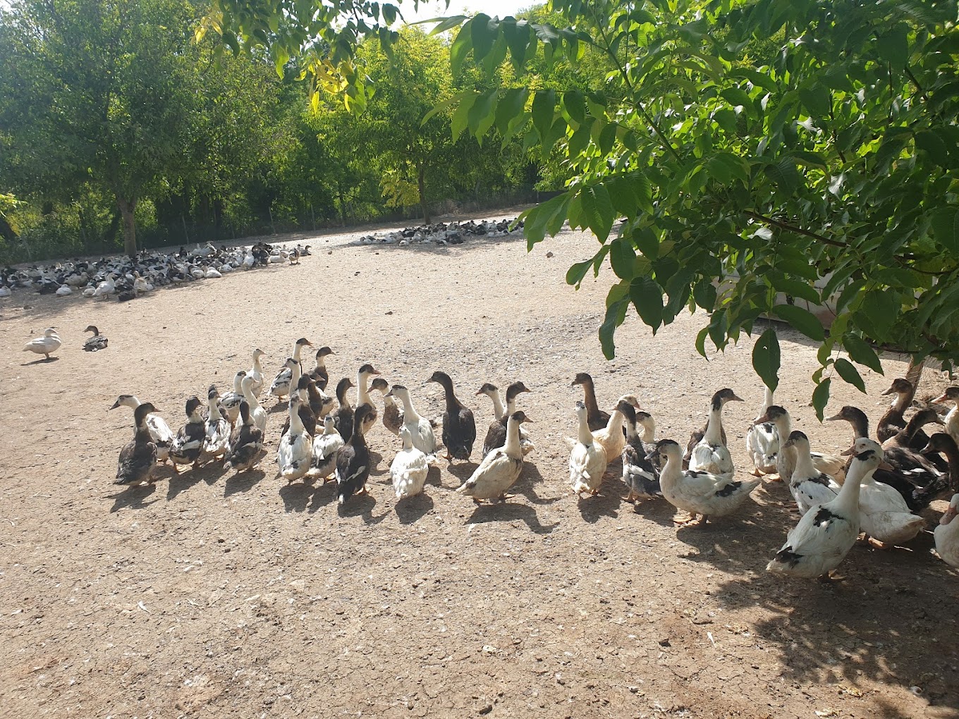 Ferme de Lafayas