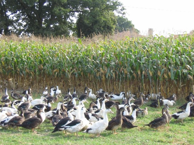 Ferme Lacère - photo 3