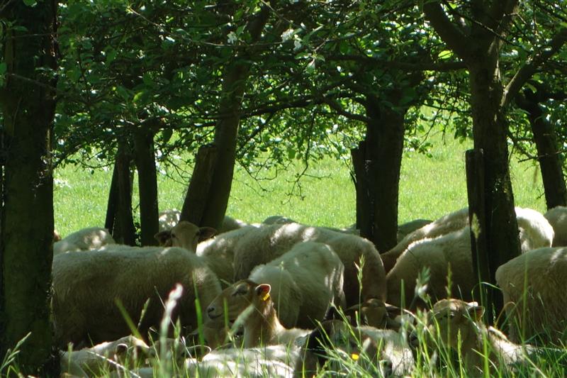 Ferme Larrondoa