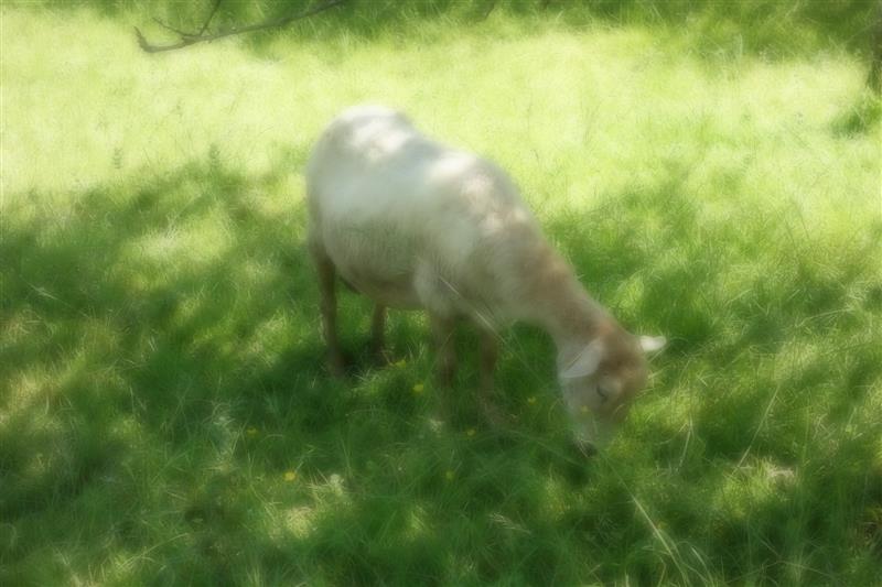 Ferme Larrondoa
