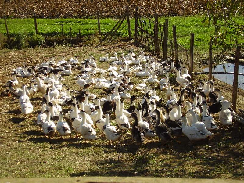 Ferme du Haut Clouzet