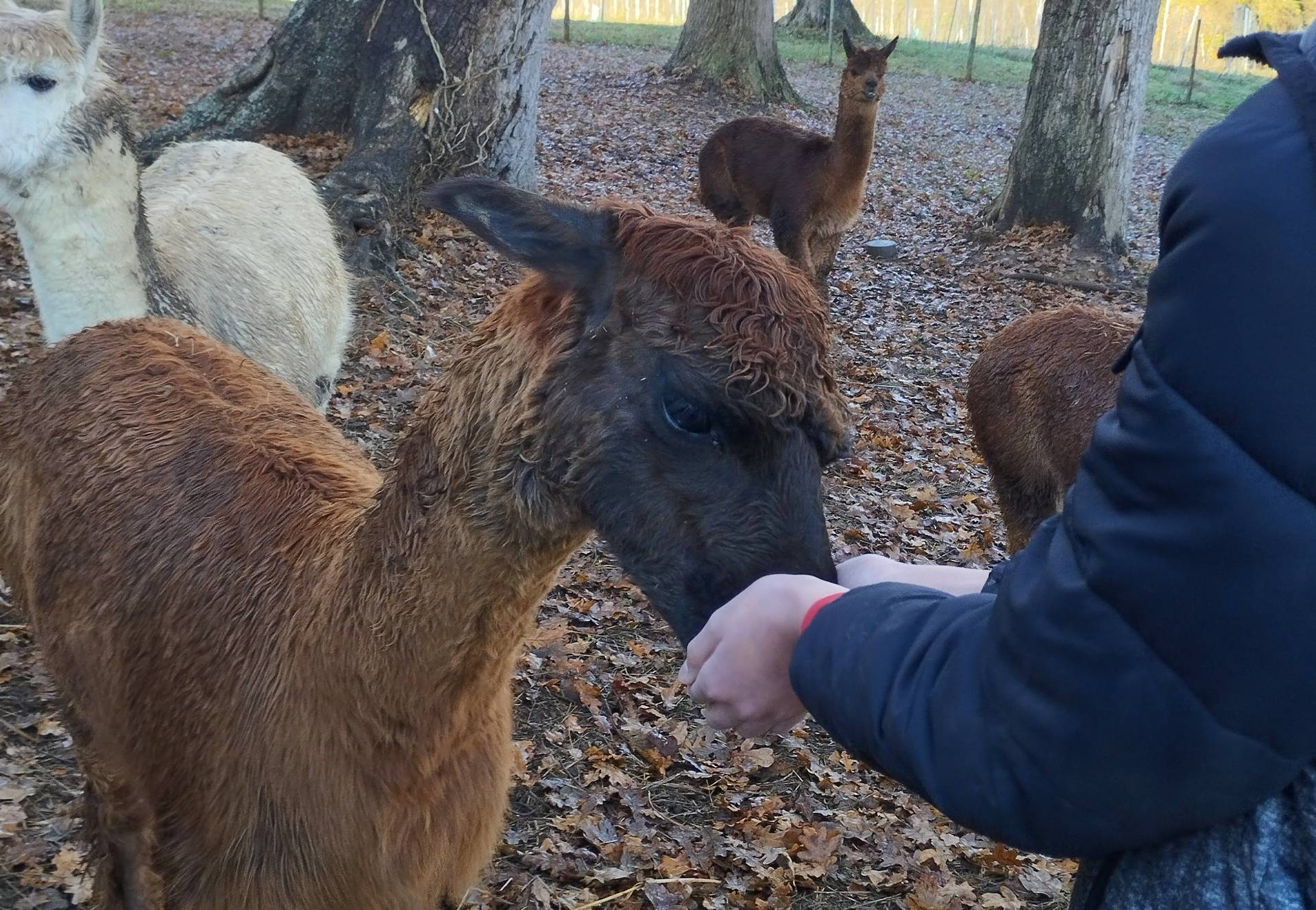 Ferme Pakucha, Lucq-de-Béarn - photo 15