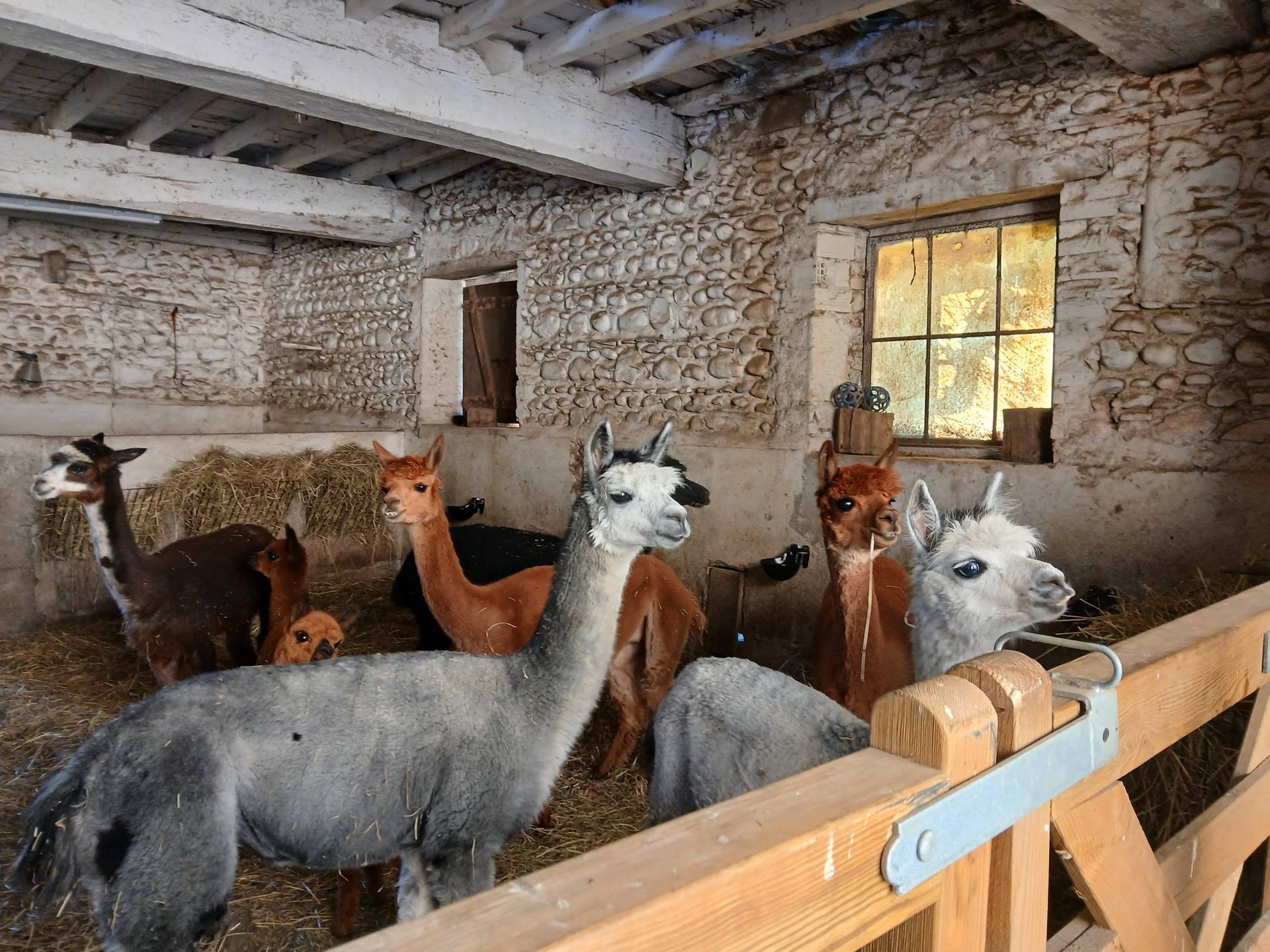 Ferme Pakucha, Lucq-de-Béarn - photo 13