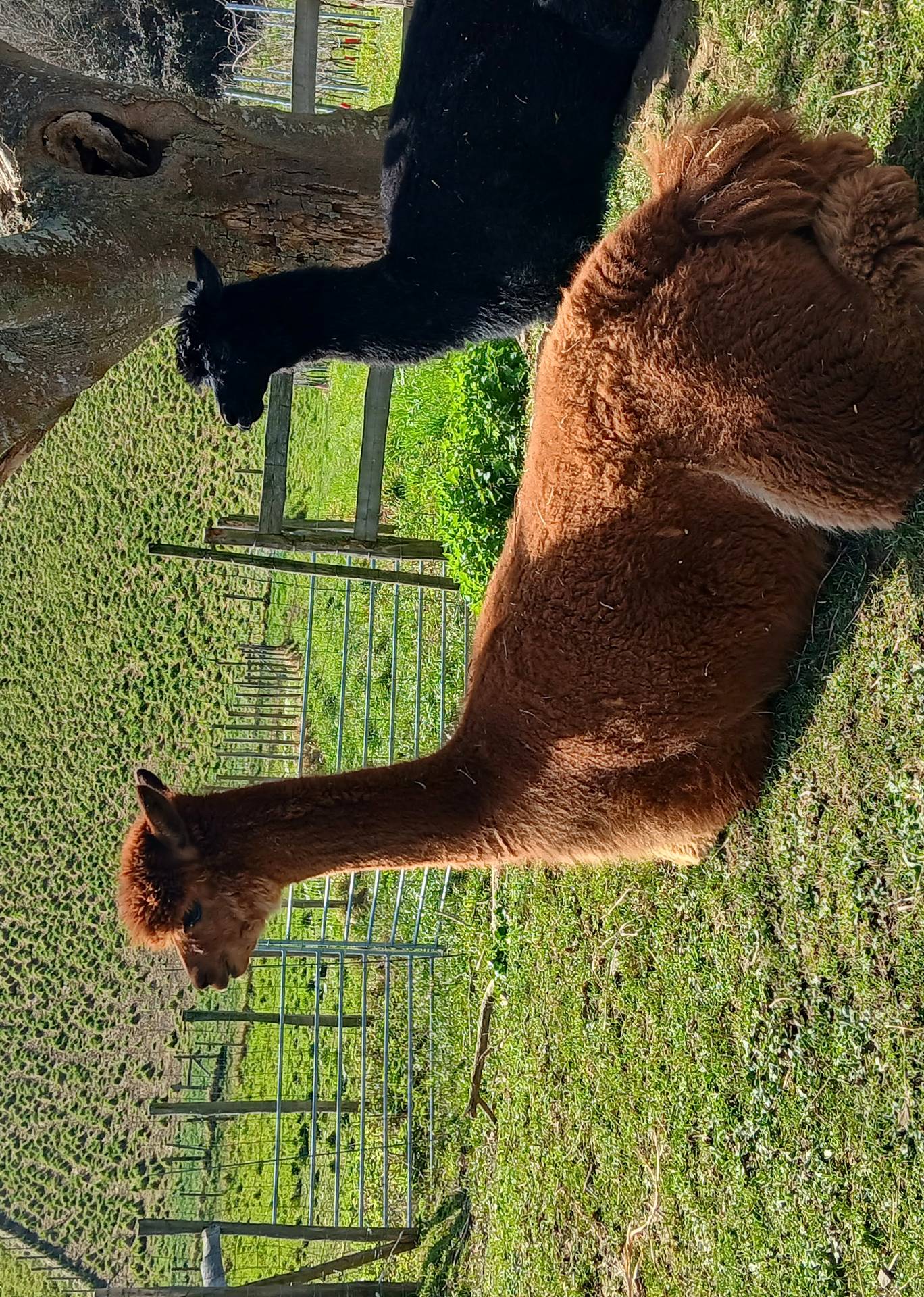 Ferme Pakucha, Lucq-de-Béarn - photo 5
