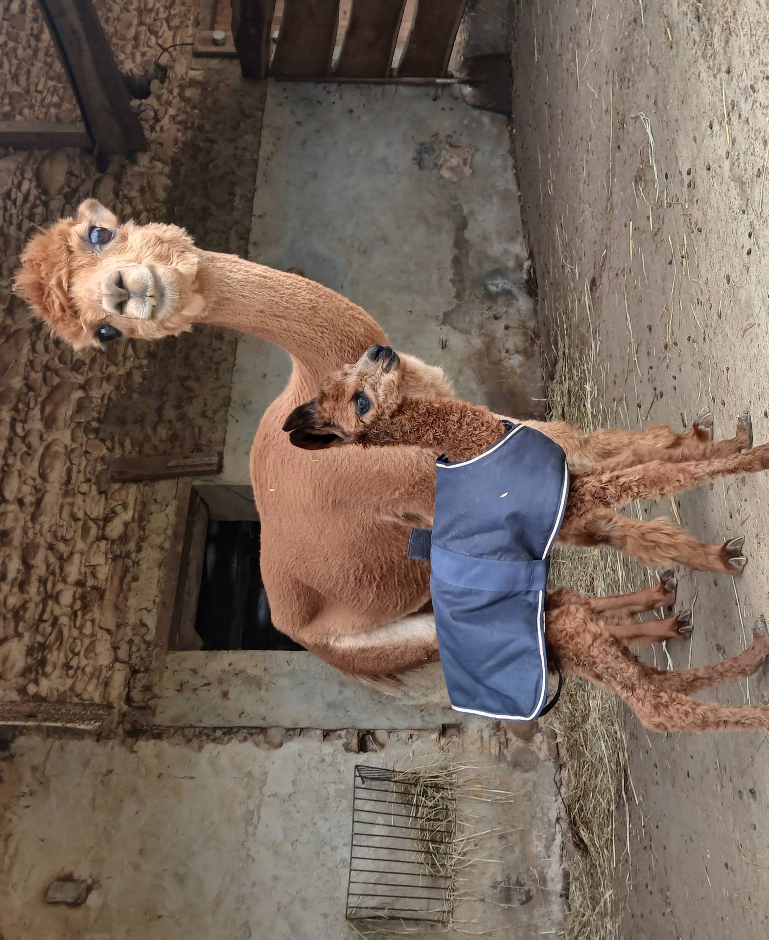 Ferme Pakucha, Lucq-de-Béarn - photo 4