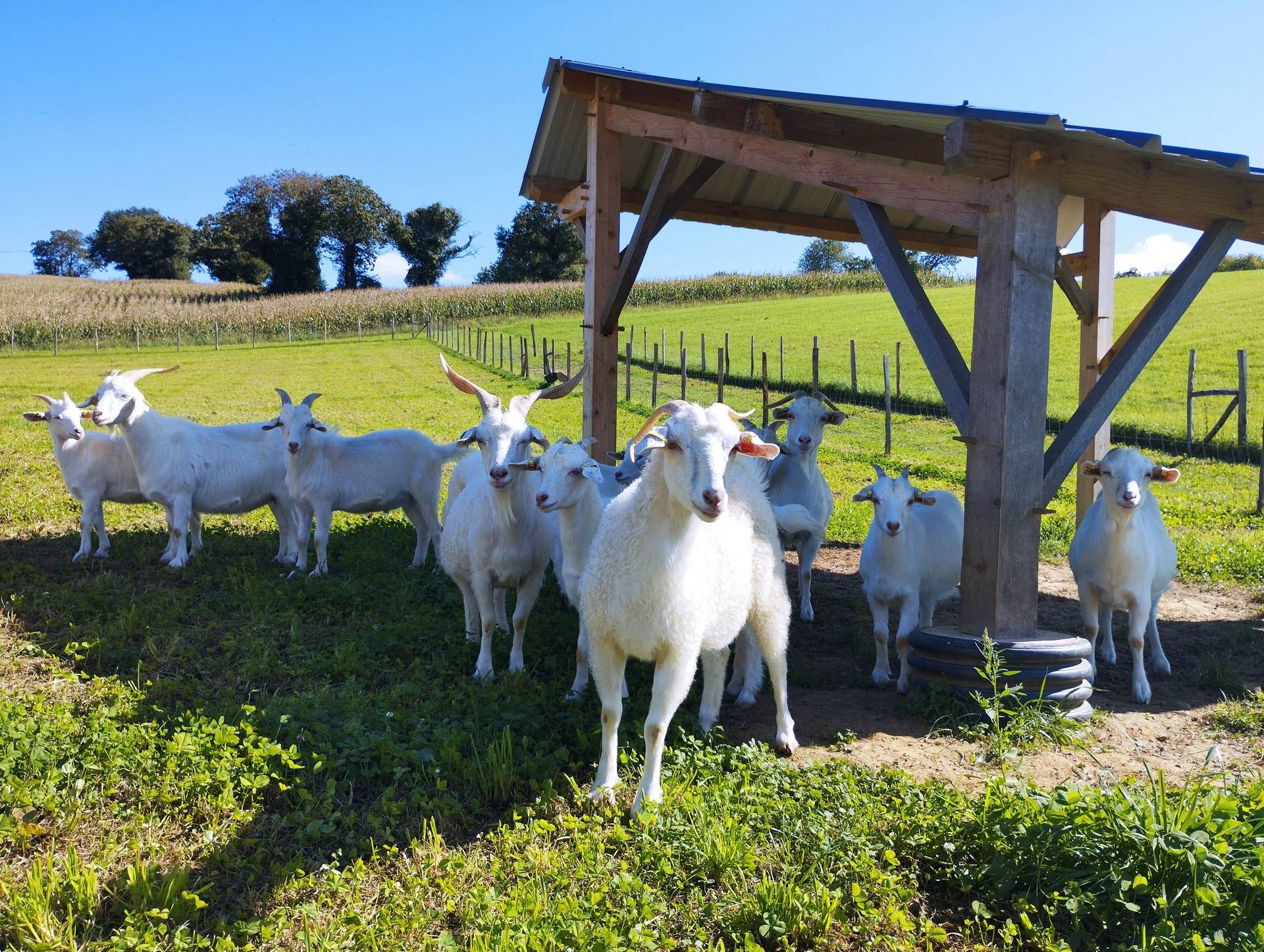 Ferme Pakucha, Lucq-de-Béarn - photo 9