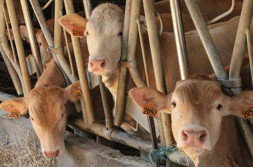 Ferme Parlariou - photo 5