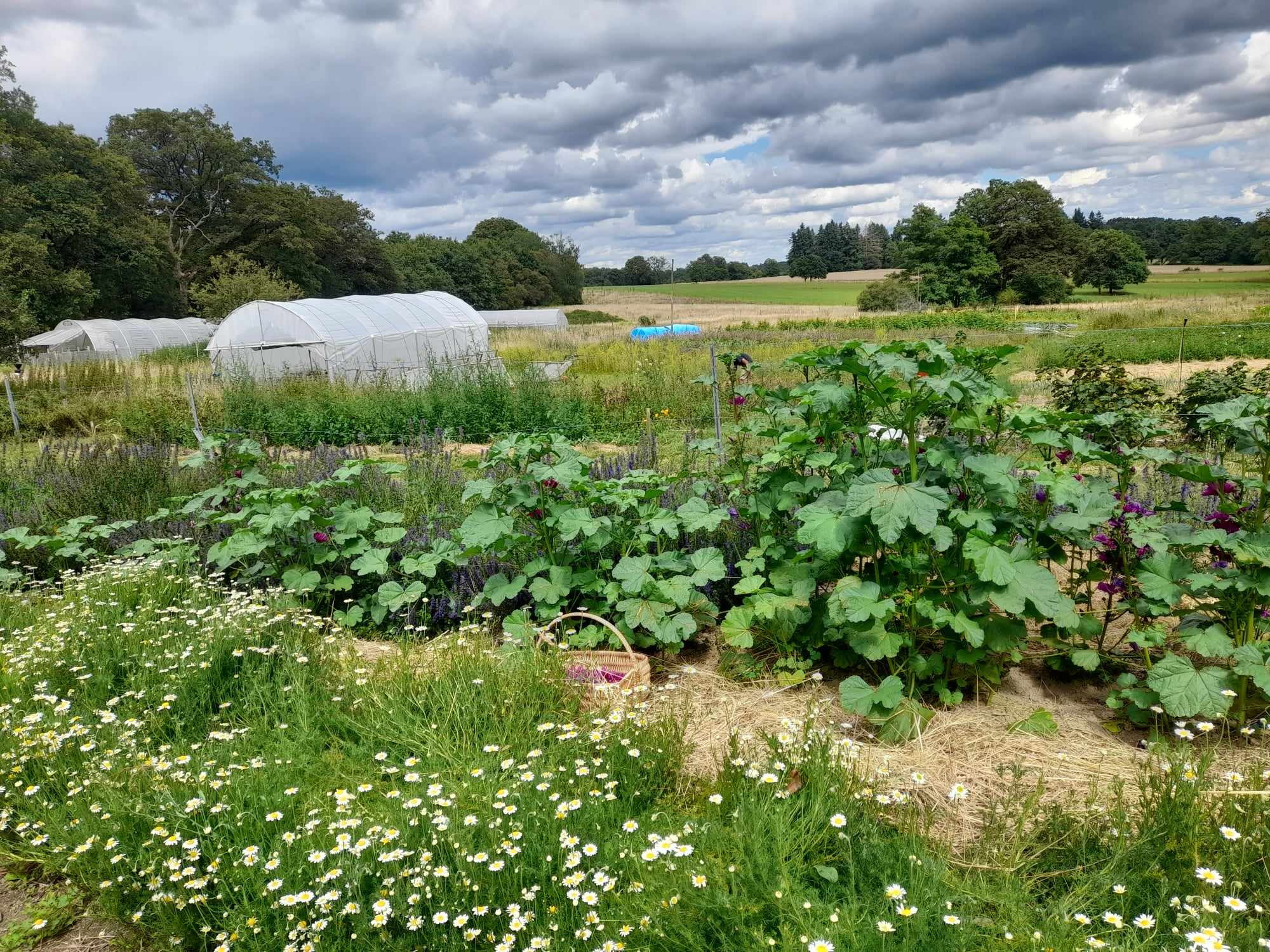 La Ferme de la Pensée Sauvage - photo 3